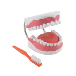 GD0312 Model za dentalnu higijenu