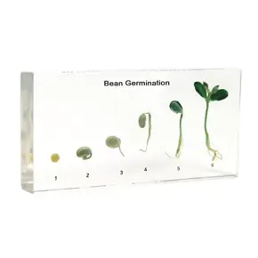 HG0064 Komplet sastojaka za klijanje graha